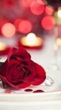 New mobile wallpapers - free download. Flowers, Jewelry, Background, Roses picture and image for mobile phones.