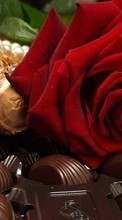 New mobile wallpapers - free download. Flowers, Food, Candies, Holidays, Roses picture and image for mobile phones.