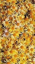 Plants, Flowers, Backgrounds, Camomile for Sony Xperia Z3 Tablet Compact