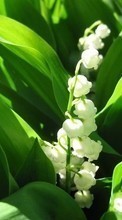 New mobile wallpapers - free download. Flowers,Lily of the valley,Plants picture and image for mobile phones.