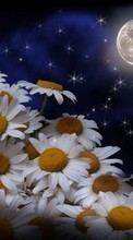 New mobile wallpapers - free download. Flowers,Moon,Plants,Camomile picture and image for mobile phones.