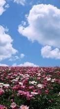 New mobile wallpapers - free download. Flowers, Sky, Landscape, Fields, Transport picture and image for mobile phones.