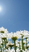 New mobile wallpapers - free download. Plants, Flowers, Sky, Sun, Camomile picture and image for mobile phones.