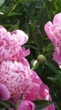 New 1024x600 mobile wallpapers Plants, Flowers, Peonies free download.