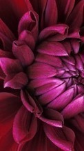 Flowers, Plants for Sony Ericsson Xperia X10 mini pro