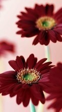 Flowers, Plants for HTC Desire 700