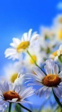 New mobile wallpapers - free download. Flowers,Plants,Camomile picture and image for mobile phones.