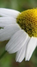 New 240x320 mobile wallpapers Plants, Flowers, Camomile free download.