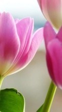 New 540x960 mobile wallpapers Plants, Flowers, Tulips free download.