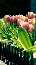 Flowers,Plants,Tulips for LG Optimus G Pro