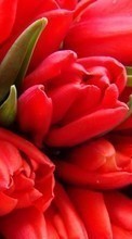 New mobile wallpapers - free download. Flowers,Pictures,Tulips picture and image for mobile phones.