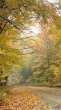 New mobile wallpapers - free download. Landscape, Trees, Leaves picture and image for mobile phones.