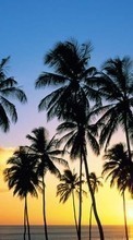 New mobile wallpapers - free download. Trees, Sea, Palms, Landscape, Sunset picture and image for mobile phones.