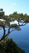 New mobile wallpapers - free download. Trees,Sea,Landscape picture and image for mobile phones.
