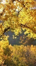 New mobile wallpapers - free download. Landscape, Trees, Autumn picture and image for mobile phones.
