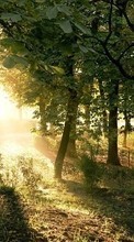 New 720x1280 mobile wallpapers Landscape, Trees free download.
