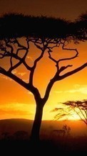 New mobile wallpapers - free download. Trees,Landscape,Nature,Sunset picture and image for mobile phones.
