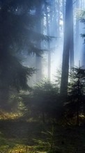 New mobile wallpapers - free download. Trees, Landscape, Sun picture and image for mobile phones.