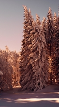 New mobile wallpapers - free download. Trees, Snow, Winter, Nature picture and image for mobile phones.