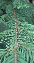 New 240x400 mobile wallpapers Plants, Needle, Fir-trees free download.