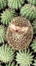New mobile wallpapers - free download. Animals, Hedgehogs, Cactuses picture and image for mobile phones.