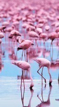New mobile wallpapers - free download. Flamingo, Birds, Animals picture and image for mobile phones.