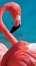 New mobile wallpapers - free download. Flamingo, Birds, Animals picture and image for mobile phones.