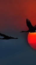 New mobile wallpapers - free download. Background, Birds, Sunset, Cranes picture and image for mobile phones.