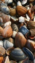 New mobile wallpapers - free download. Background,Shells picture and image for mobile phones.