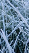 New 240x400 mobile wallpapers Plants, Winter, Grass, Backgrounds free download.