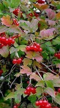 Berries,Plants for Fly Nimbus 1 FS451