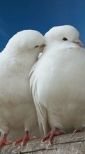 New mobile wallpapers - free download. Pigeons,Birds,Animals picture and image for mobile phones.