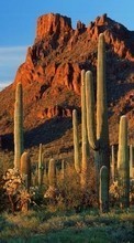 Mountains,Cactuses,Landscape for Nokia 2690