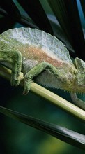 New mobile wallpapers - free download. Chameleons,Lizards,Animals picture and image for mobile phones.