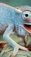 New mobile wallpapers - free download. Chameleons,Animals picture and image for mobile phones.