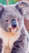 New 320x480 mobile wallpapers Animals, Koalas free download.