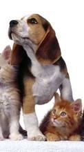 New 240x320 mobile wallpapers Animals, Cats, Dogs free download.