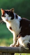 New mobile wallpapers - free download. Cats, Animals picture and image for mobile phones.