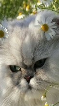 New mobile wallpapers - free download. Animals, Cats, Camomile picture and image for mobile phones.