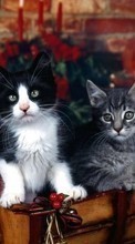 New 1024x600 mobile wallpapers Animals, Cats free download.