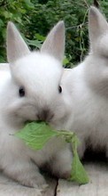 Rabbits, Animals for Nokia X2