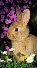 New 320x240 mobile wallpapers Animals, Rabbits free download.