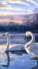 New mobile wallpapers - free download. Swans, Birds, Plants picture and image for mobile phones.