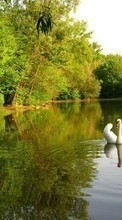 New mobile wallpapers - free download. Swans, Birds, Rivers, Animals picture and image for mobile phones.