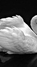 Swans, Birds, Animals for Samsung Galaxy Ace 3