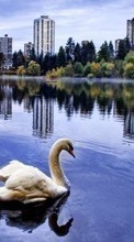 New mobile wallpapers - free download. Swans, Birds, Animals picture and image for mobile phones.