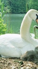 New mobile wallpapers - free download. Swans, Birds, Animals picture and image for mobile phones.