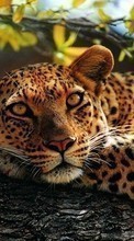 New 1024x768 mobile wallpapers Leopards, Animals free download.