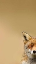 New mobile wallpapers - free download. Fox,Animals picture and image for mobile phones.