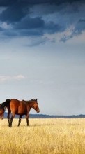 New mobile wallpapers - free download. Horses,Landscape,Animals picture and image for mobile phones.